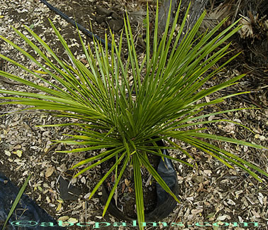 Palme,Palme tropicali,Palma